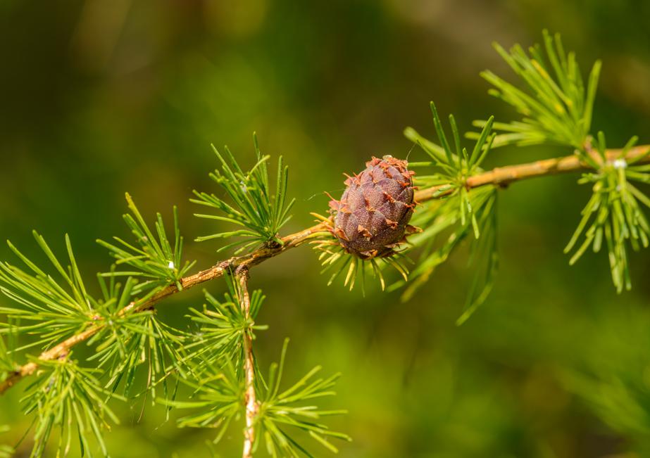 Choosing the right quality of pine pollen