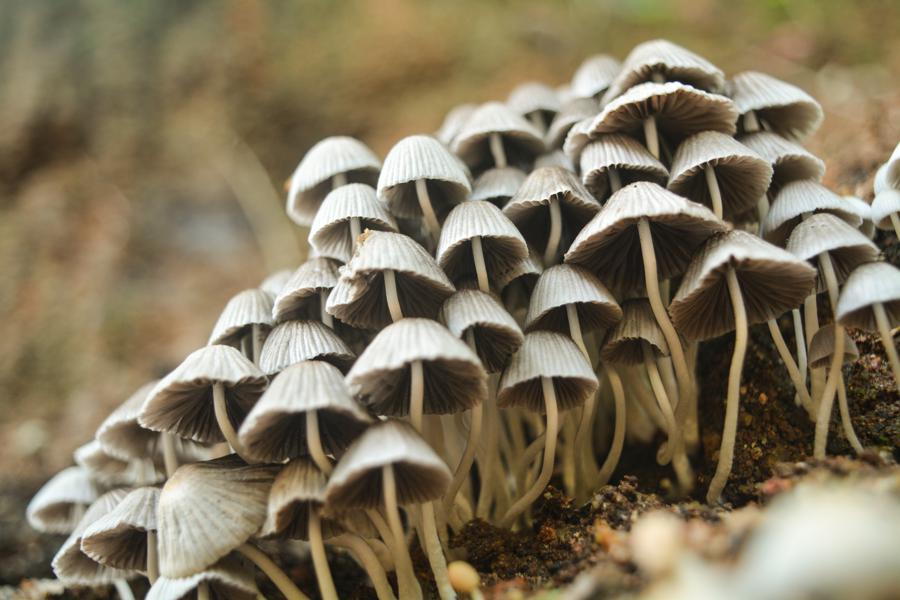 Growing your own wine cap mushrooms