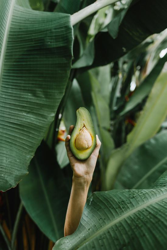 How to find and store avocado leaves