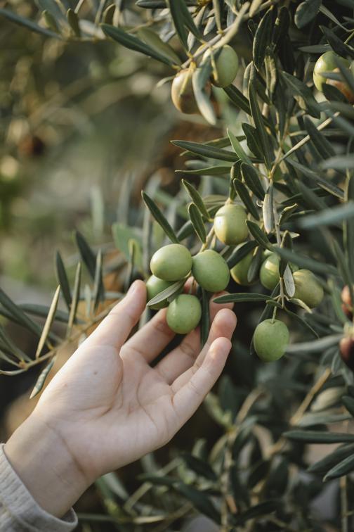 How to find quality moroccan olive oil