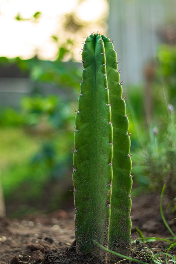 How to use san pedro cactus