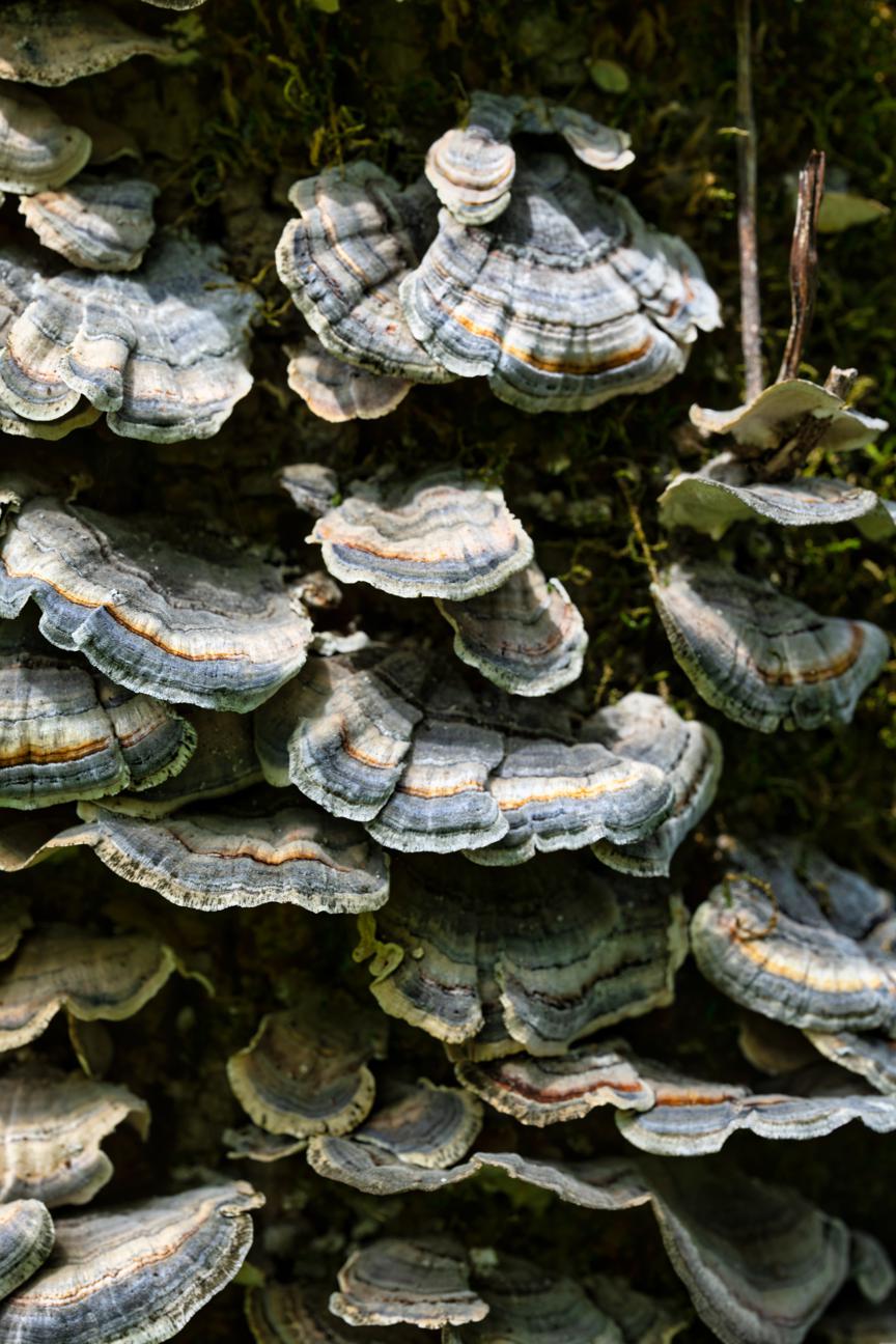 Medicinal properties of matsutake mushrooms