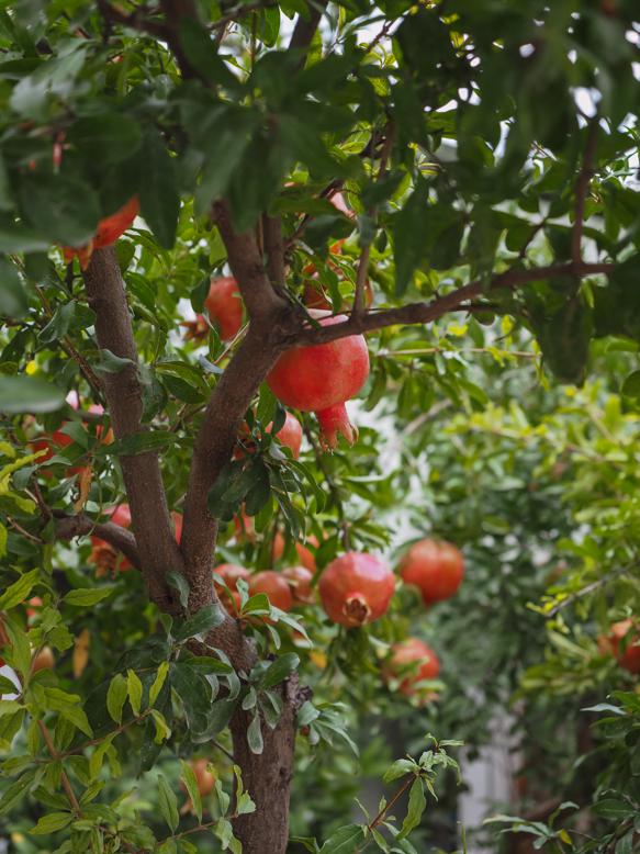 Nutritional benefits of pomegranates