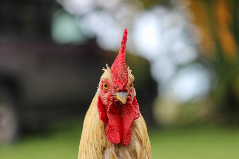 Nutritional profile of chicken feet