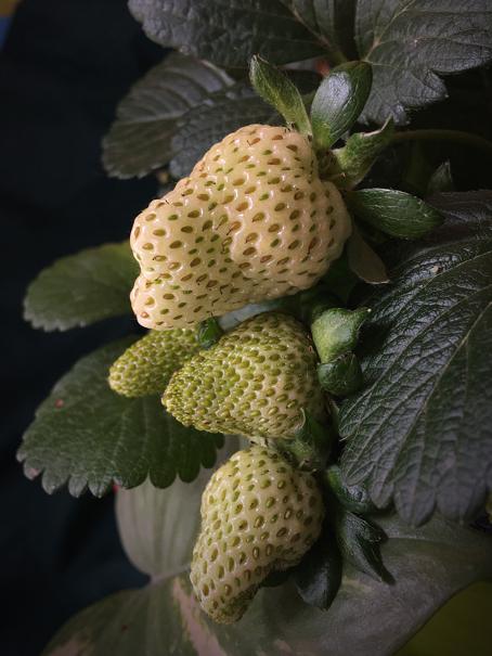 Potential risks of consuming pineberries