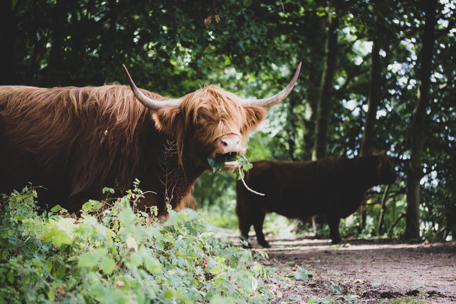 Potential risks of eating bull testicles