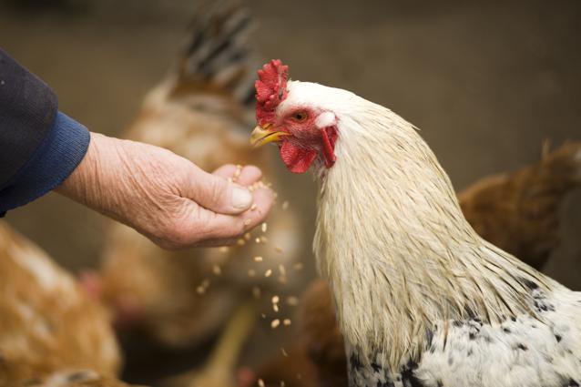 Potential risks of eating chicken feet