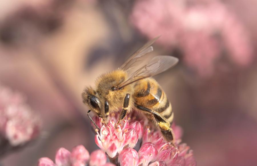 Potential side effects of bee balm