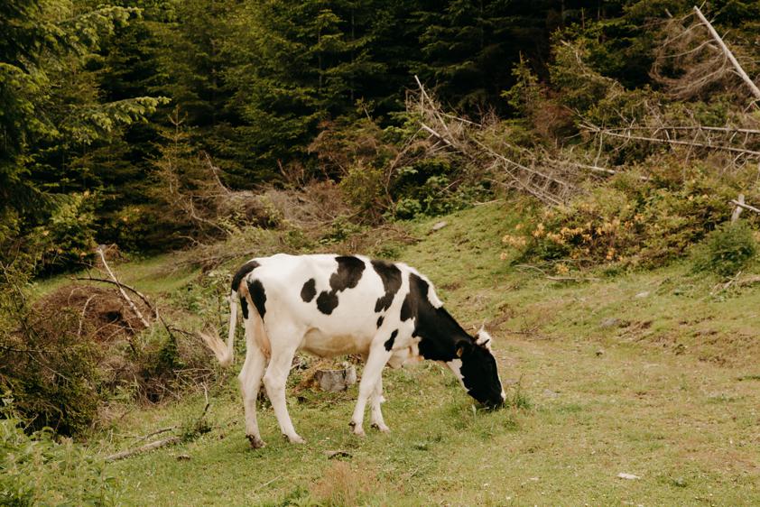 Potential side effects of eating ponmo cow skin