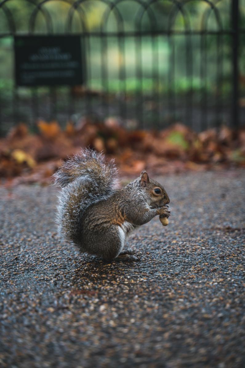 Potential side effects of eating truffles