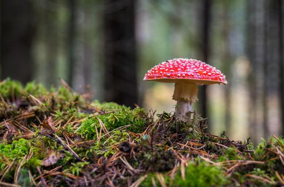 Potential side effects of wood ear mushroom consumption