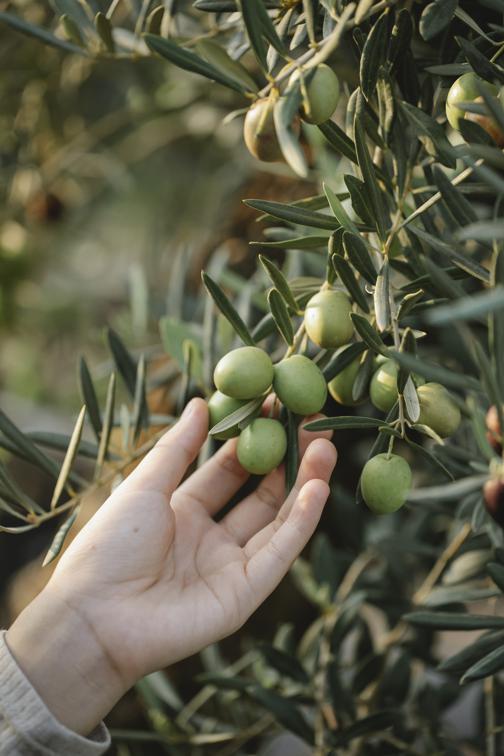 The benefits of olive oil