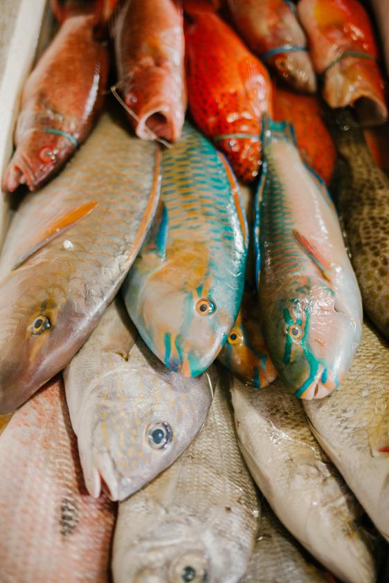Tips for buying and storing skate fish