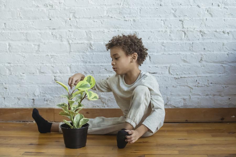 Tips for growing caladium at home