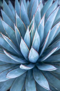 Alternatives to blue agave