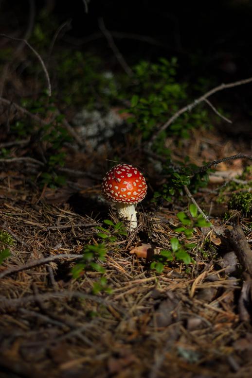 Amanita Muscaria Health Benefits