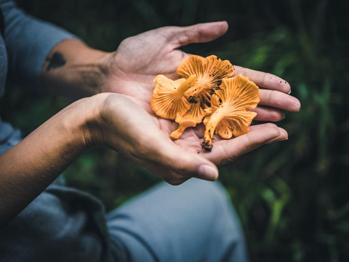 Chanterelle Mushroom Health Benefits