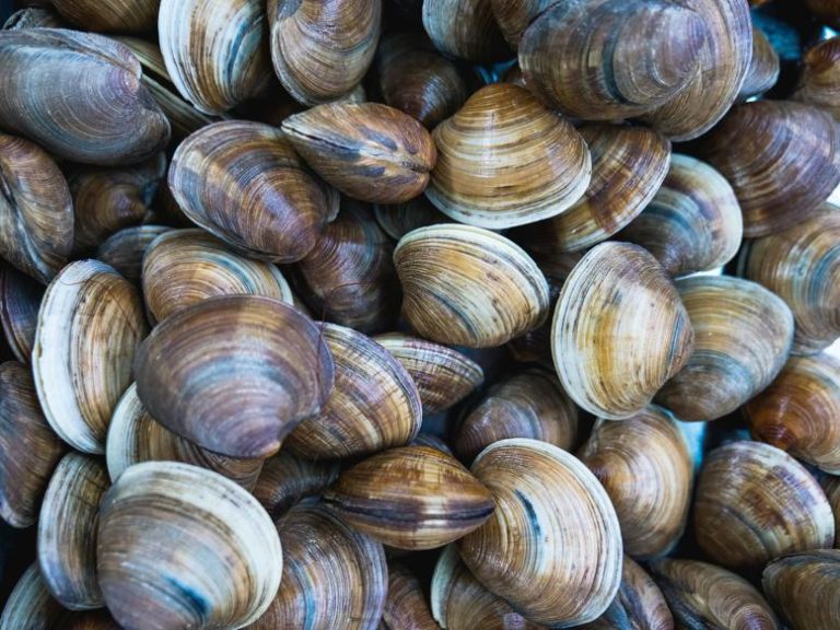 Clam Health Benefits