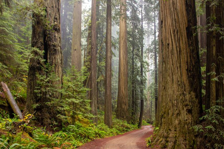 Current research on sequoia trees