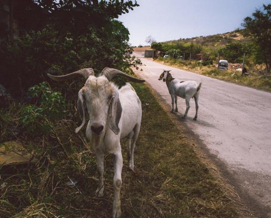 Environmental impact of eating meat and dairy: impact of agricultural practices on the environment