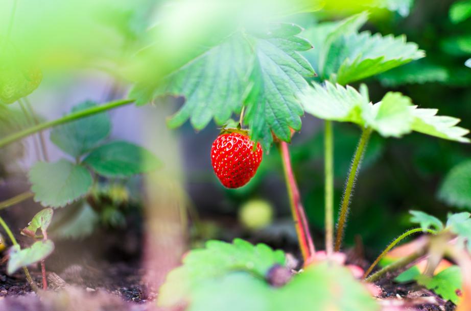 Finding and storing strawberry leaves