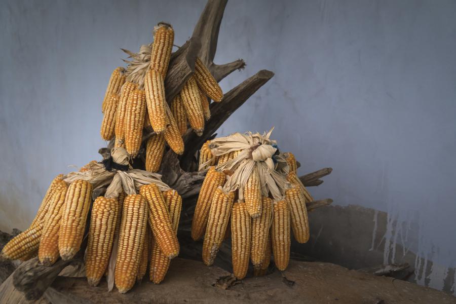 Health benefits of dried mango