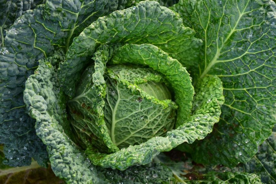 Health benefits of eating napa cabbage