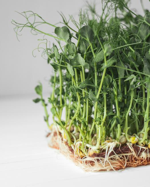 Health benefits of microgreens