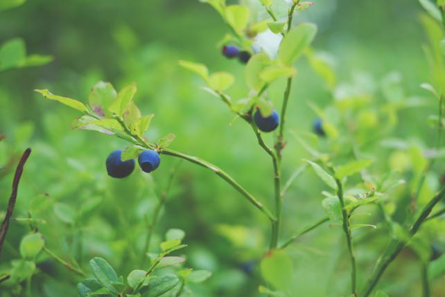 Health Benefits Of Wild Violets