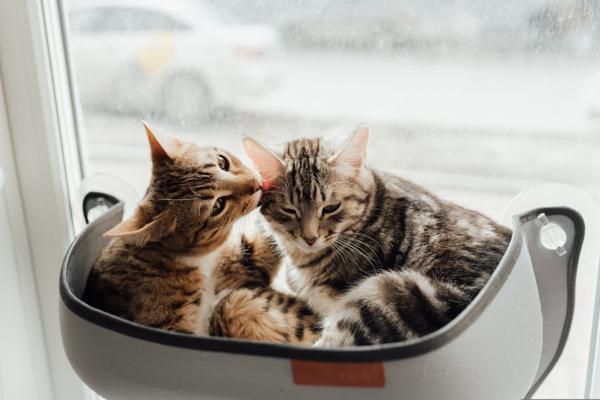 How purring affects other pets