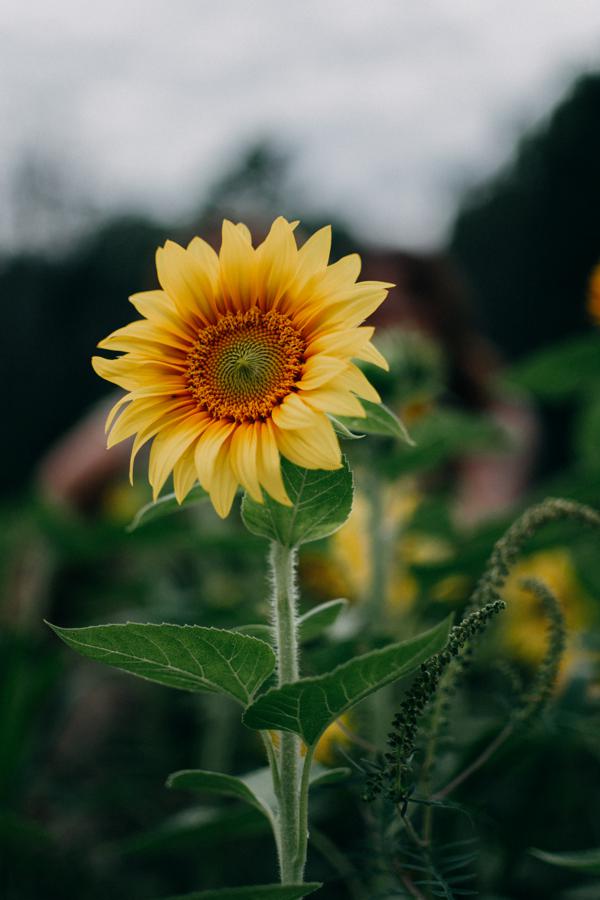 How sunflower lecithin enhances cognitive function