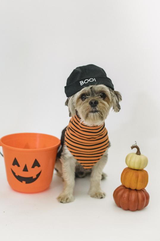 How to choose the right pumpkin for your dog