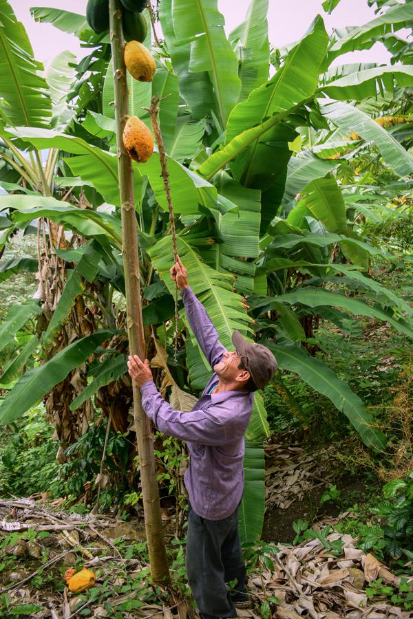 How to grow and harvest papaya seeds