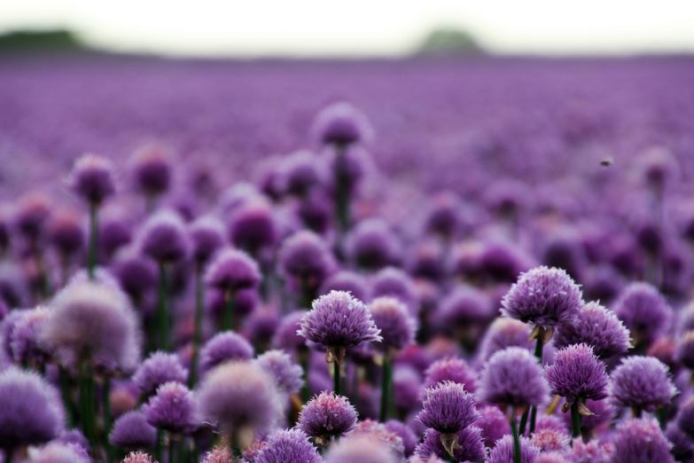 How to grow purple potatoes