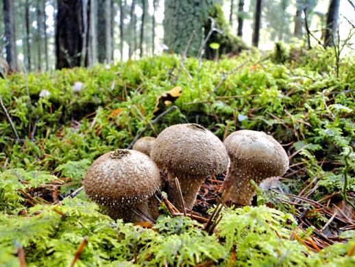 How to identify wild puffball mushrooms