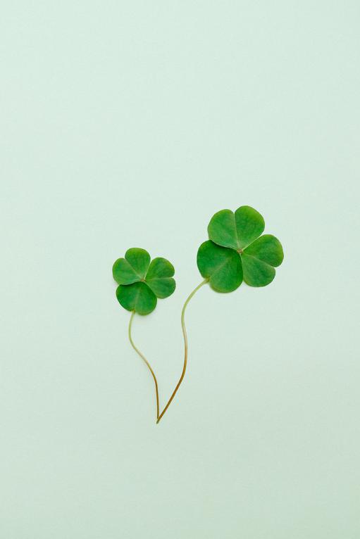 How to include clover in your diet: ideas for adding clover to meals