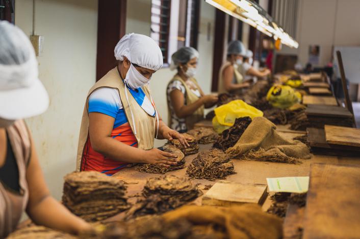 How to prepare and use tobacco leaves