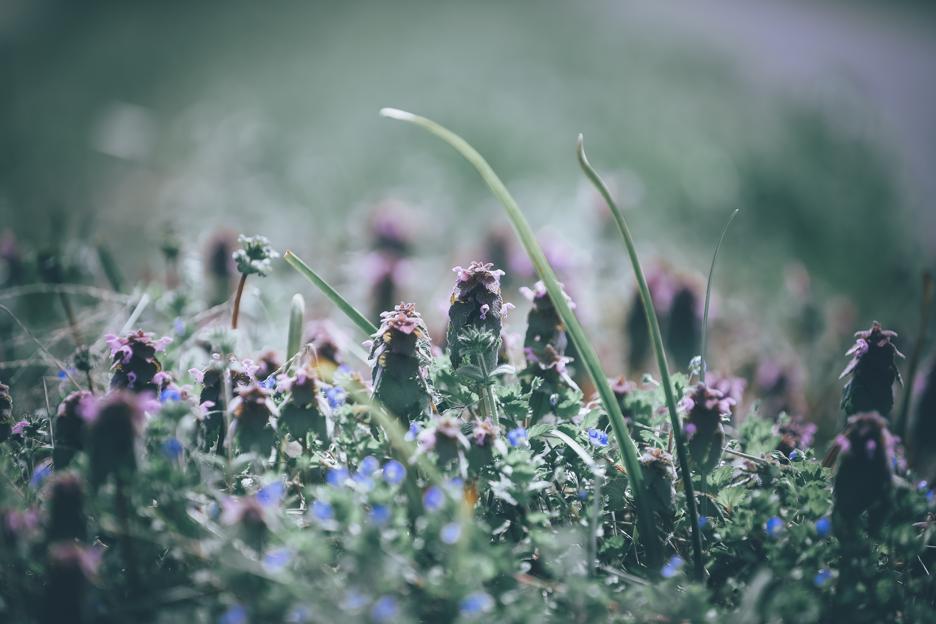 How to use purple dead nettle