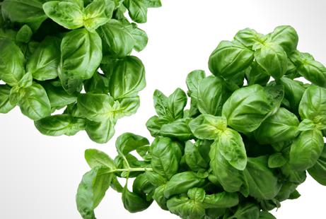 How to use thai basil for improved health