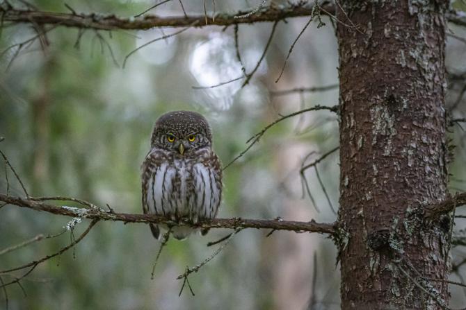 Mental benefits of bird watching