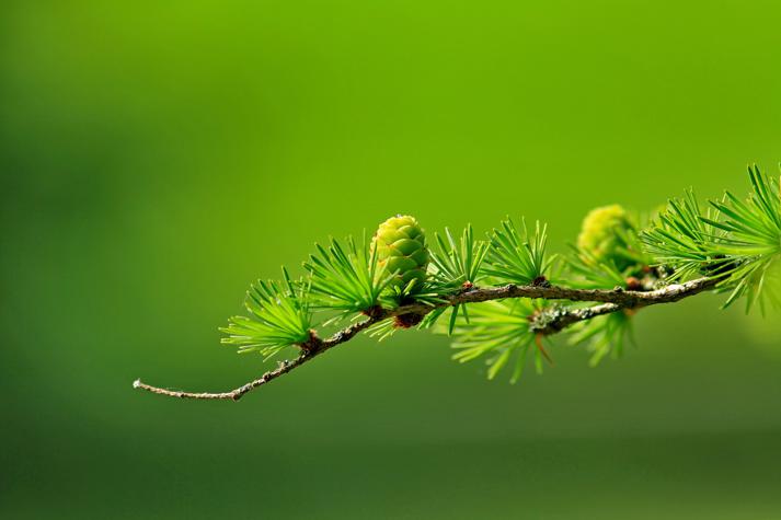 Nutritional benefits of acorns