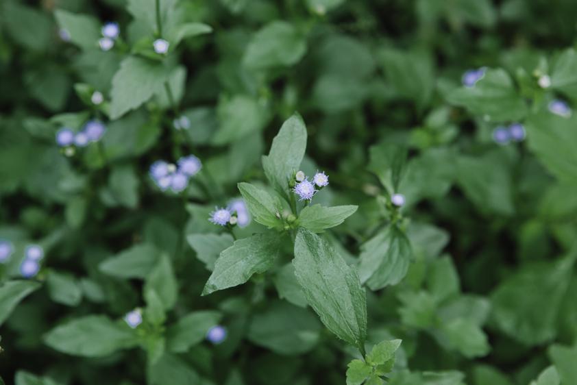 Nutritional benefits of chickweed