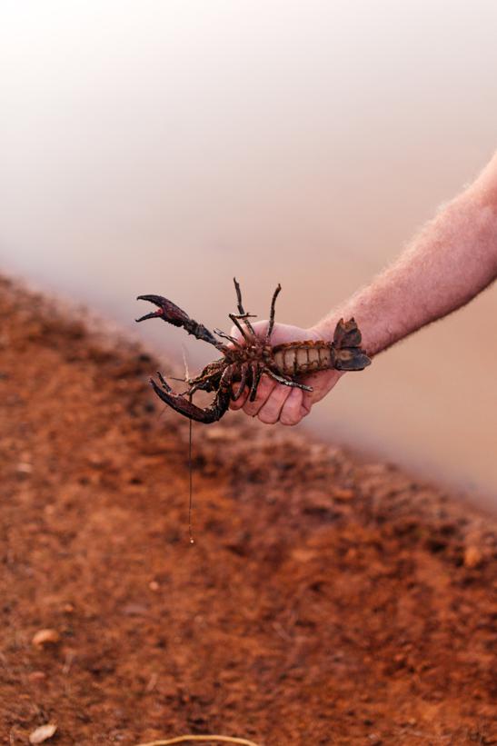 Nutritional benefits of crawfish