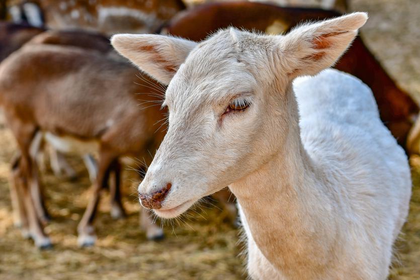 Nutritional benefits of goats