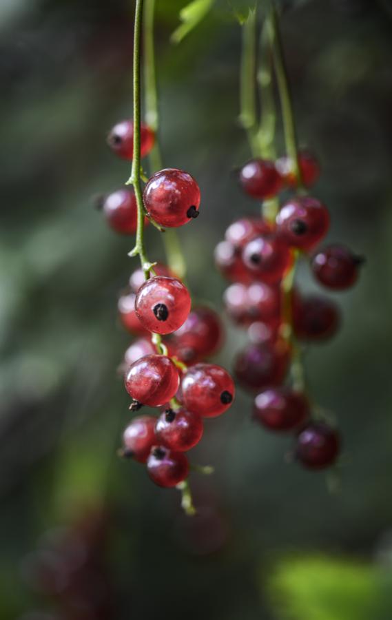 Nutritional benefits of red currants