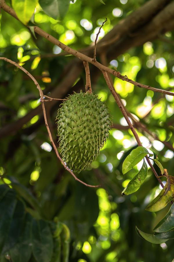 Nutritional benefits of soursop leaves