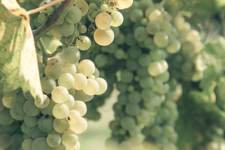 Nutritional benefits of white wine