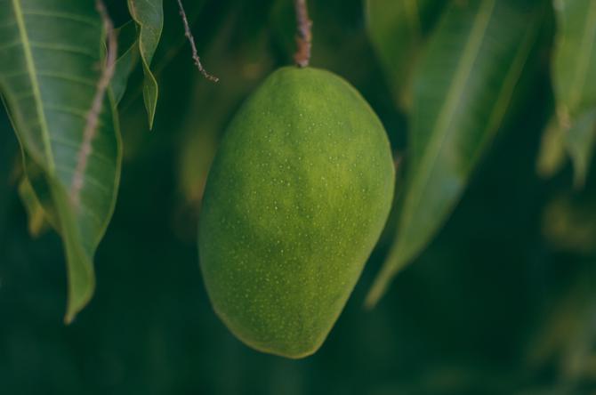 Nutritional profile of mango leaves