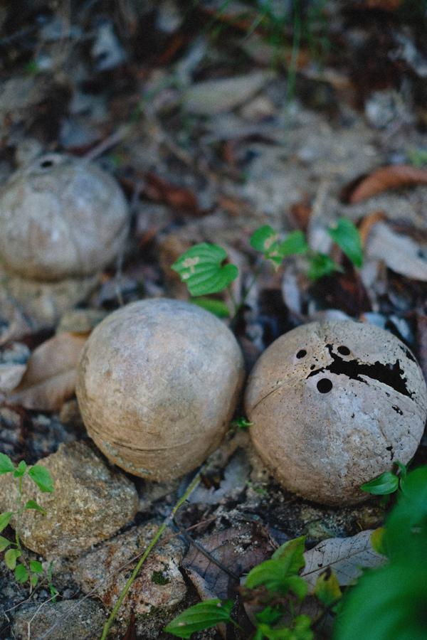 Nutritional profile of puffball mushrooms