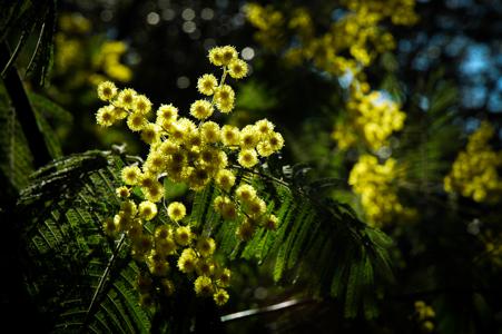 Nutritional properties of the mimosa tree